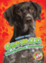 German Shorthaired Pointers (Awesome Dogs: Blastoff! Readers, Level 2)