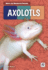 Axolotls