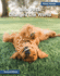 How Pets Changed the World (21st Century Skills Library: Planet Human)