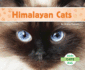 Himalayan Cats