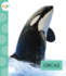 Orcas (Spot Arctic Animals)