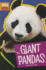 Giant Pandas