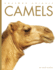 Camels