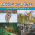 Wolves and Foxes in the Wild Fun Facts