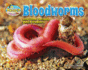 Bloodworms and Other Wriggly Beach Dwellers