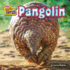 Pangolin (Even Weirder and Cuter)