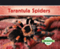 Tarantula Spiders