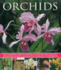 Orchids: an Illustrated Guide to Varieties, Cultivation and Care, With Step-By-Step Instructions and Over 150 Stunning Photogra