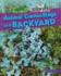 Animal Camouflage in a Backyard Format: Paperback