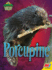 Porcupine (Backyard Animals) [Library Binding] Webster, Christine