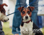 I, Jack Russell: a Photographer and a Dog's Eye View