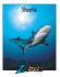 Sharks (Zoobooks Series)