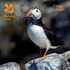 Farne Islands: National Trust Guidebook