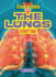 The Lungs Format: Paperback