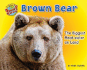 Brown Bear: the Biggest Meat-Eater on Land