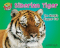 Siberian Tiger: the World's Biggest Cat (More Supersized! )