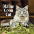 2024 Maine Coon Cat Wall Calendar Format: Calender