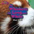 My Whiskers Are Long and White (Red Panda) (Zoo Clues 2)