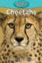 Cheetahs (Elementary Explorers)