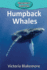 Humpback Whales