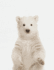 Cute Animal Composition Book Polar Bear: 8.5 X 11'', 200 Wide Ruled Pages, Notebook for School Softcover Canvas Design: Large Notebook Journal for...and College (Peekaboo Animal Notebook)
