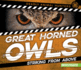 Great Horned Owls: Striking From Above (Deadly Animal Hunters)