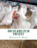 Broilers for Profit: From the Experiences of the Pioneer Broiler Chicken Raisers of This Country