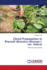 Clonal Propagation in Broccoli (Brassica Oleracea L. Var. Italica): Plant Tissue Culture