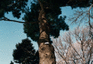 Neil Drabble: Tree Tops Tall