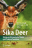 Sika Deer