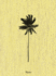Decoding Palm Culture