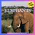 Let's Look At: Elephants Picture Book for Children