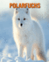 Polarfuchs