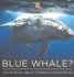 Have You Ever Seen A Blue Whale? Animal Book Age 4 Children's Animal Books