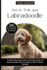 How to Train Your Labradoodle: A Step-by-Step Expert Guide to Grooming, Caring, and Raising a Designer Dog from Puppy to Adult to Behave Positively