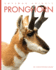 Pronghorn