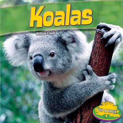 Koalas - Clark, Willow