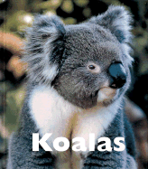 Koalas