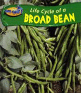 Life Cycle of a Broad Bean