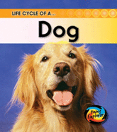 Life Cycle of a Dog