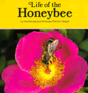 Life of the Honeybee