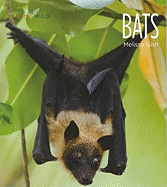 Living Wild: Bats