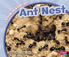 Look Inside an Ant Nest