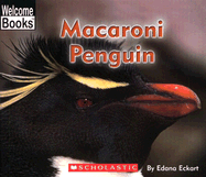 Macaroni Penguin