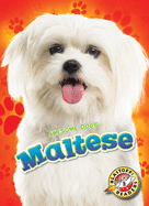 Maltese