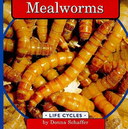 Mealworms