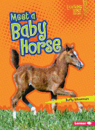 Meet a Baby Horse