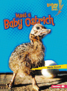 Meet a Baby Ostrich