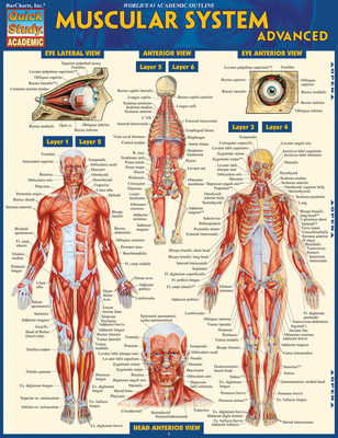 Muscular System Advanced - BarCharts Inc