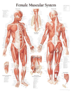 Muscular System, Female